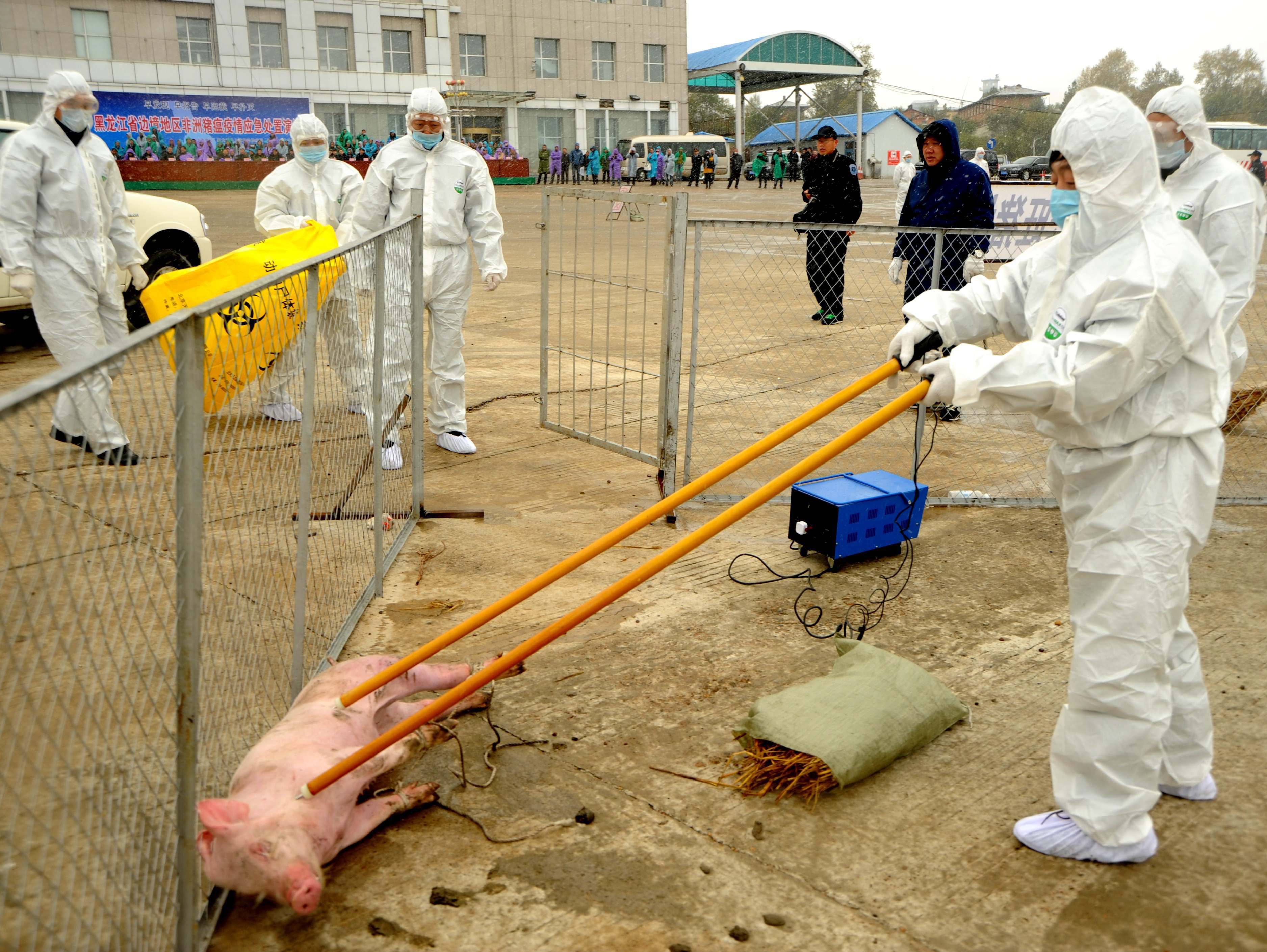 Übung zur Schweinepest
